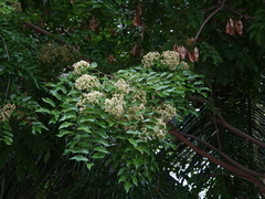Dalbergia odorifera