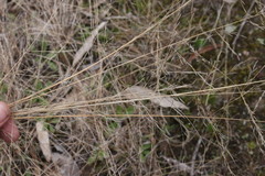 Eragrostis leptocarpa