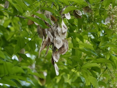 Dalbergia odorifera