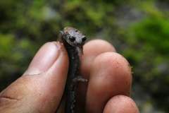 Pseudoeurycea leprosa