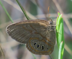 Neonympha helicta