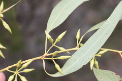 Eucalyptus blakelyi