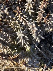 Quaqua mammillaris