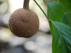 Hydnocarpus pentandrus