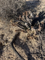 Quaqua mammillaris