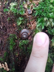 Stenacapha hamiltoni