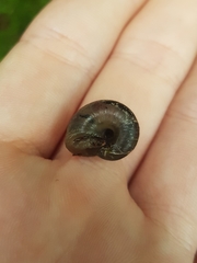 Stenacapha hamiltoni