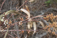 Eucalyptus bridgesiana
