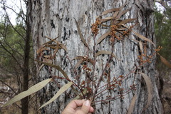 Eucalyptus bridgesiana