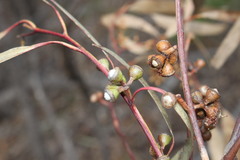 Eucalyptus bridgesiana