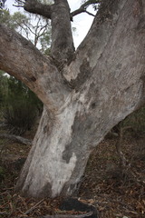 Eucalyptus bridgesiana