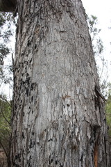 Eucalyptus bridgesiana
