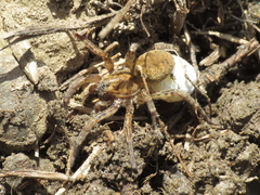 Arctosa villica