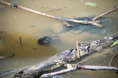 Siebenrockiella crassicollis