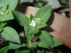 Richardia humistrata