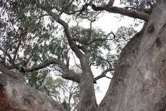 Eucalyptus conica