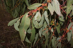 Eucalyptus conica