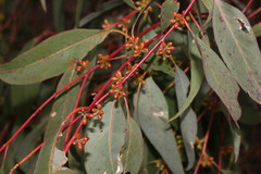 Eucalyptus conica