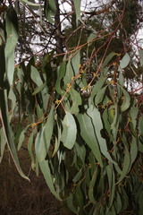 Eucalyptus conica