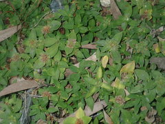 Richardia humistrata