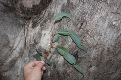 Eucalyptus conica