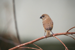 Lonchura punctulata topela