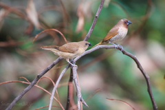 Lonchura punctulata topela