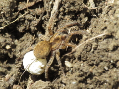 Arctosa villica
