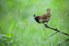 Lonchura punctulata topela