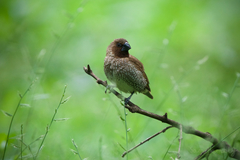 Lonchura punctulata topela