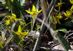 Erythronium americanum