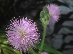Mimosa