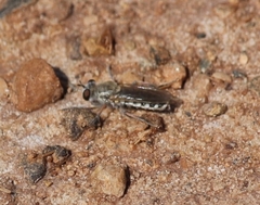Laphystia