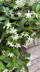 Trachelospermum jasminoides