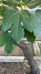 Ficus carica