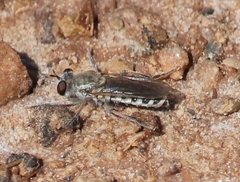Laphystia