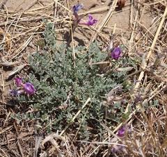 Astragalus missouriensis