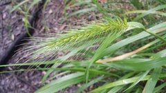 Elymus villosus