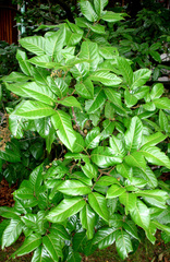 Alectryon excelsus grandis