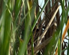 Phleocryptes melanops