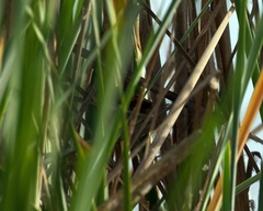 Phleocryptes melanops