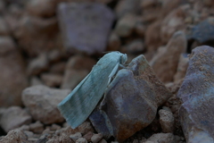 Earias paralella