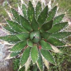 Agave horrida