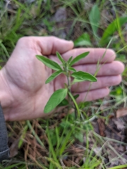 Scutellaria integrifolia