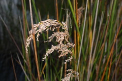 Machaerina articulata