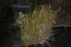 Machaerina articulata