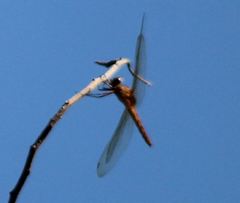 Tauriphila australis