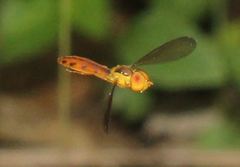 Nuntianus cubanus