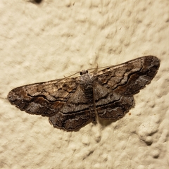 Stenoporpia