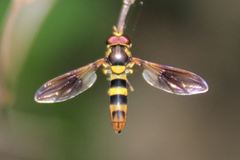 Orphnabaccha jactator